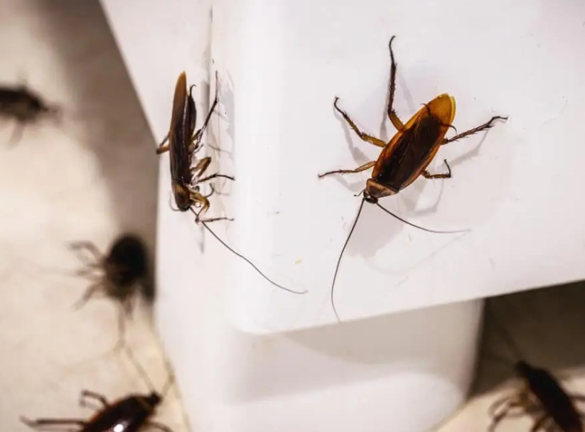 天然蟑螂藥 天然蟑螂藥