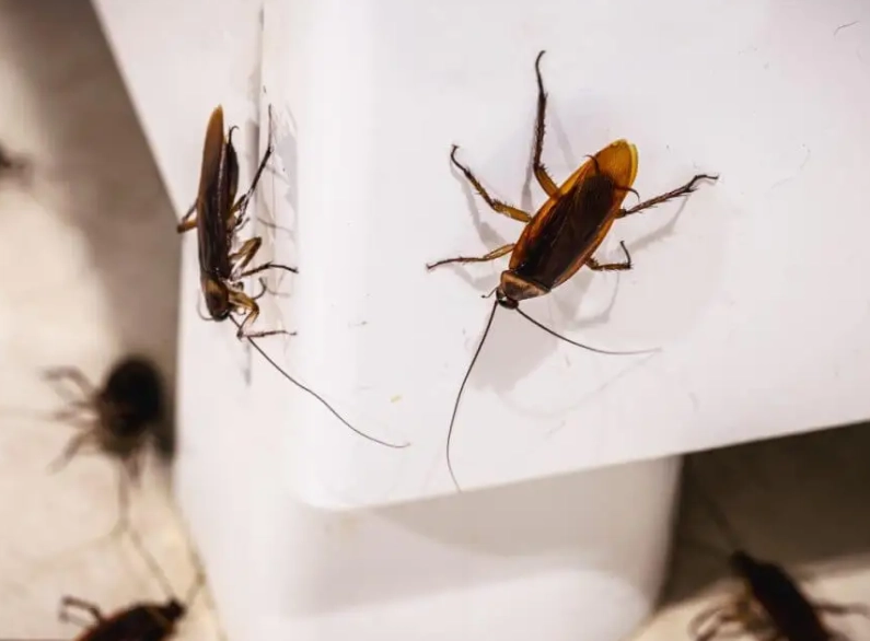 如何消滅蟑螂 如何消滅蟑螂