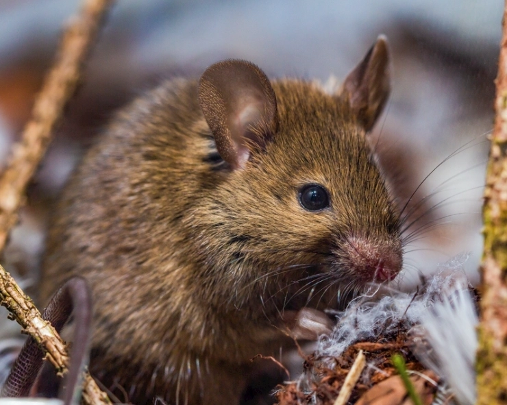 老鼠最怕什麼味道？專家實測7種有效驅鼠氣味與地雷