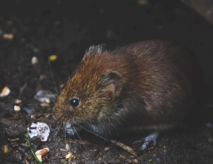 老鼠怕什麼味道