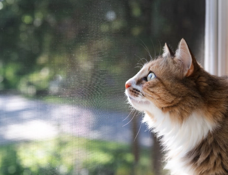 防蚊植物 防蚊植物