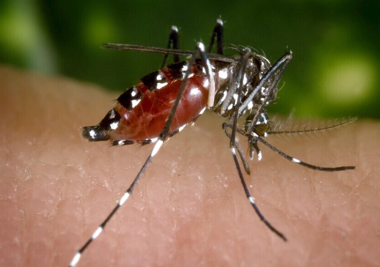 晚上抓蚊子方法