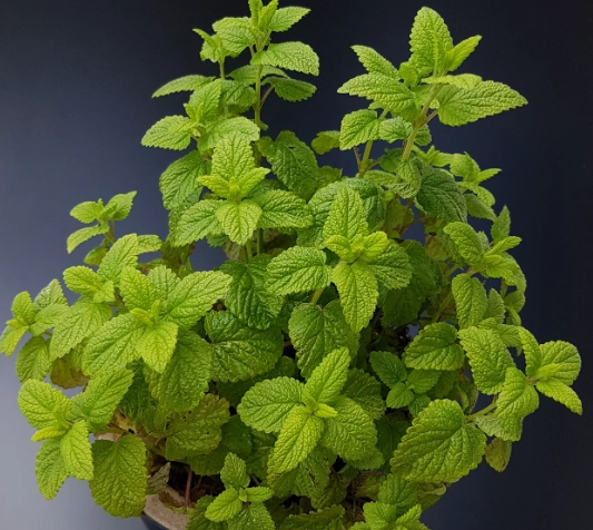 門口驅蚊神器選購全攻略：有效阻擋蚊子入侵的實用技巧