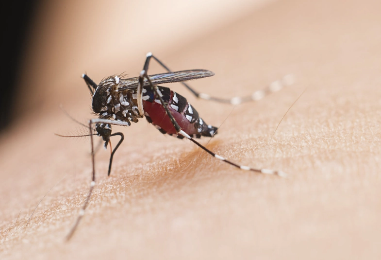 房間一直有蚊子怎麼辦？徹底根治的防蚊全攻略