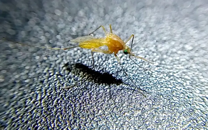 蚊子喜歡叮什麼人 蚊子喜歡叮什麼人