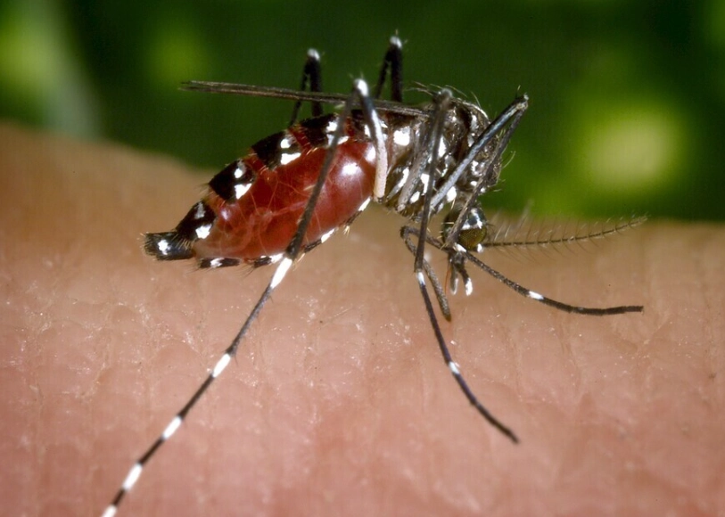 吸引蚊子的原因 吸引蚊子的原因