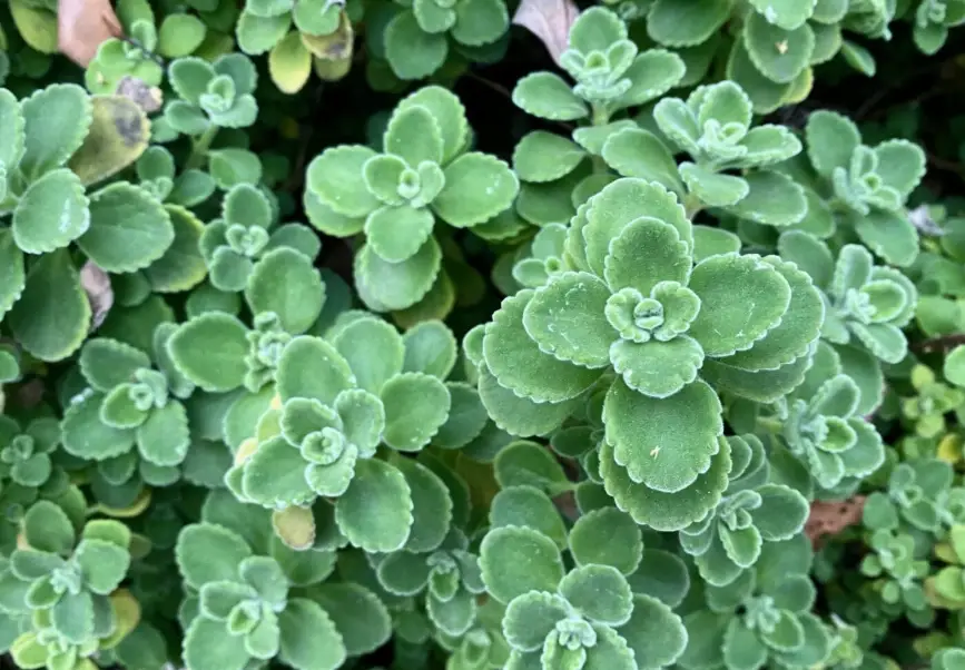 天然防蚊方法 天然防蚊方法