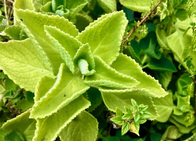 左手香防蚊液DIY 左手香防蚊液DIY