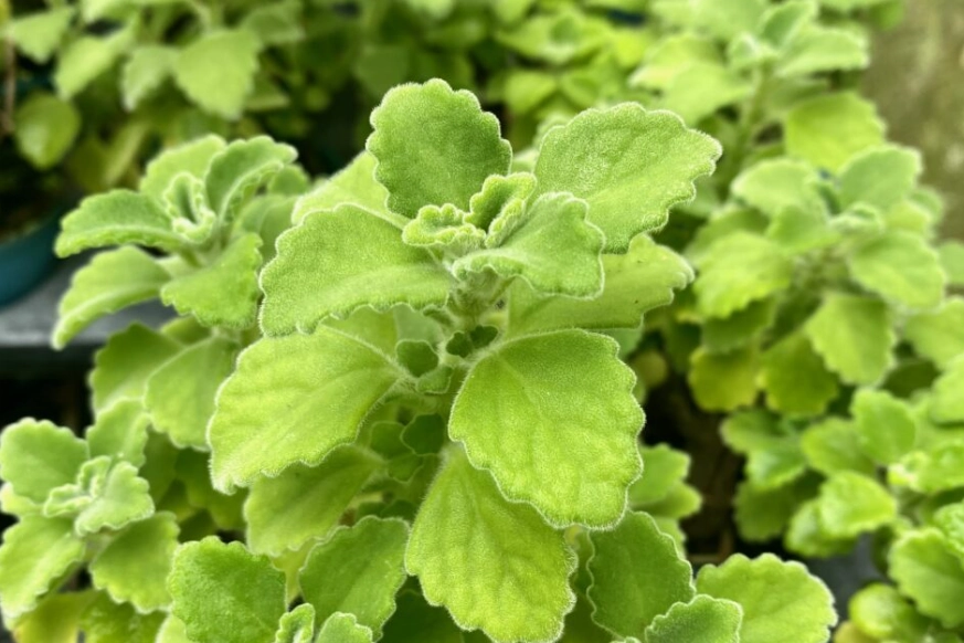 左手香防蚊 左手香防蚊