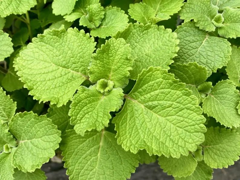 左手香防蚊液DIY 左手香防蚊液DIY