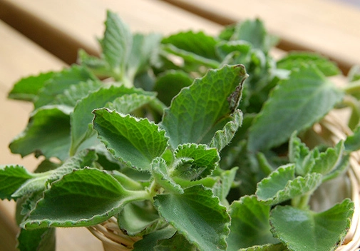 左手香防蚊 左手香防蚊