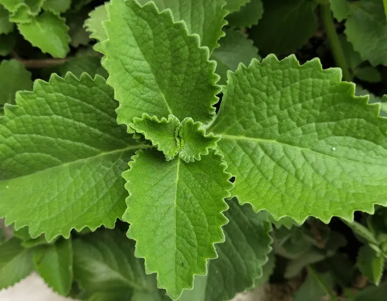 天然防蚊方法 天然防蚊方法