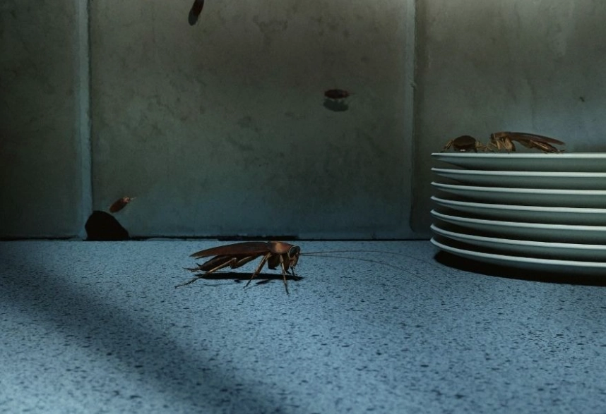 蟑螂怕什麼味道 蟑螂怕什麼味道