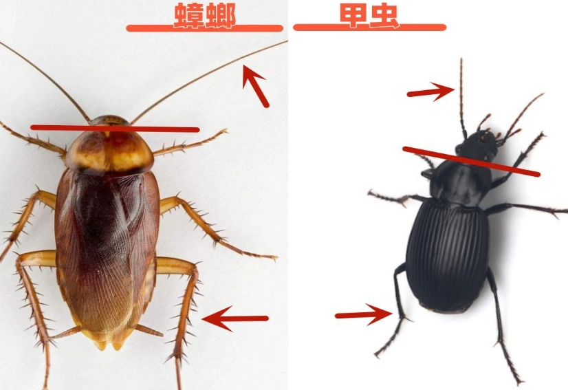 蟑螂 趨光性 蟑螂 趨光性