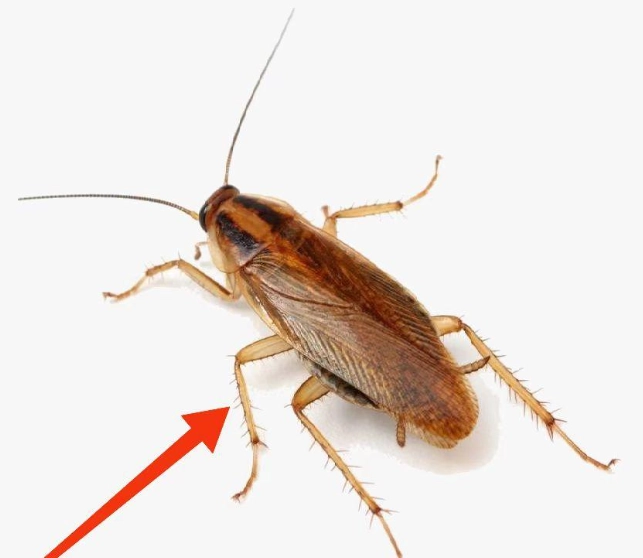 如何防止蟑螂 如何防止蟑螂