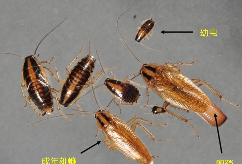 蟑螂 趨光性 蟑螂 趨光性