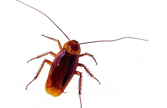 天然驅蟑方法 天然驅蟑方法