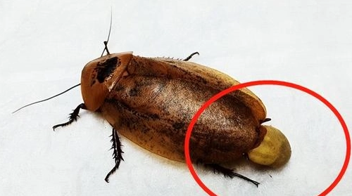 害蟲 防治 害蟲 防治