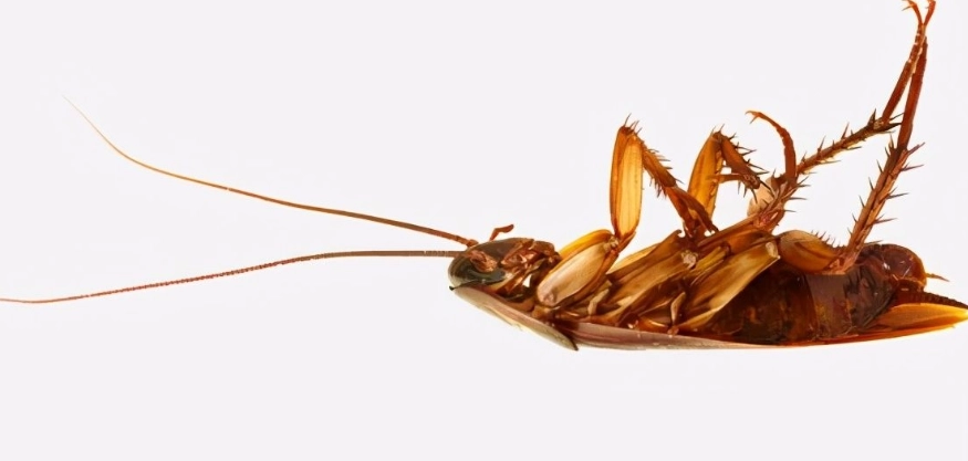 除蟑 方法 除蟑 方法