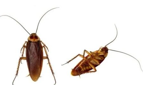 蟑螂爬到人身上 蟑螂爬到人身上