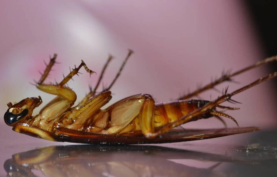 蟑螂怕什麼 蟑螂怕什麼