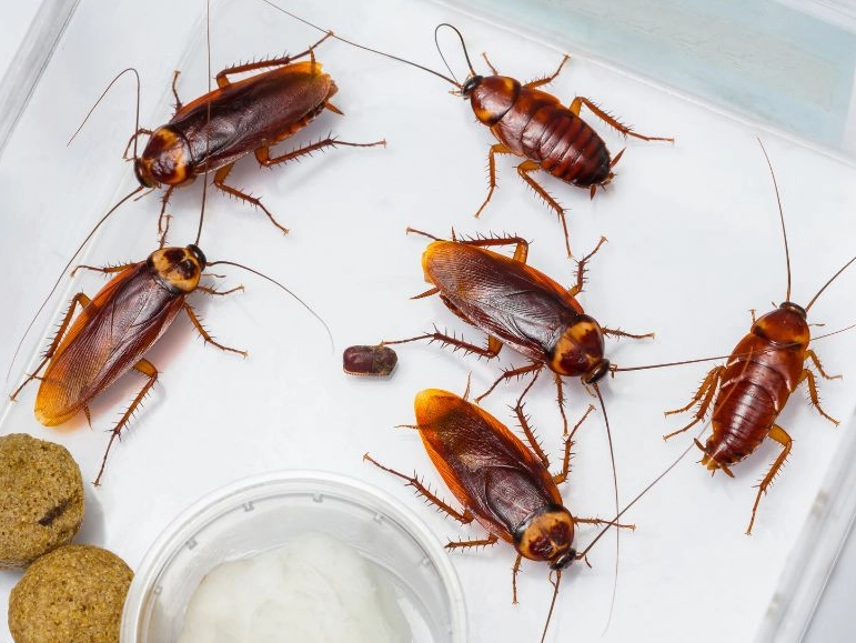 蟑螂怕什麼味道 蟑螂怕什麼味道