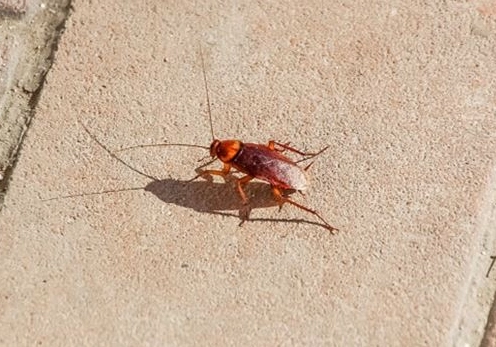 如何防止蟑螂 如何防止蟑螂