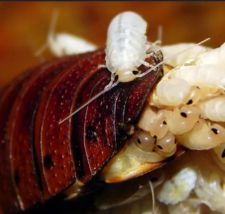 蟑螂爬到人身上 蟑螂爬到人身上