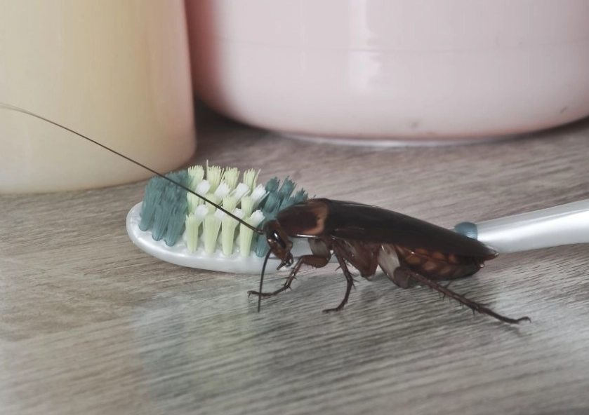 自製蟑螂藥 自製蟑螂藥