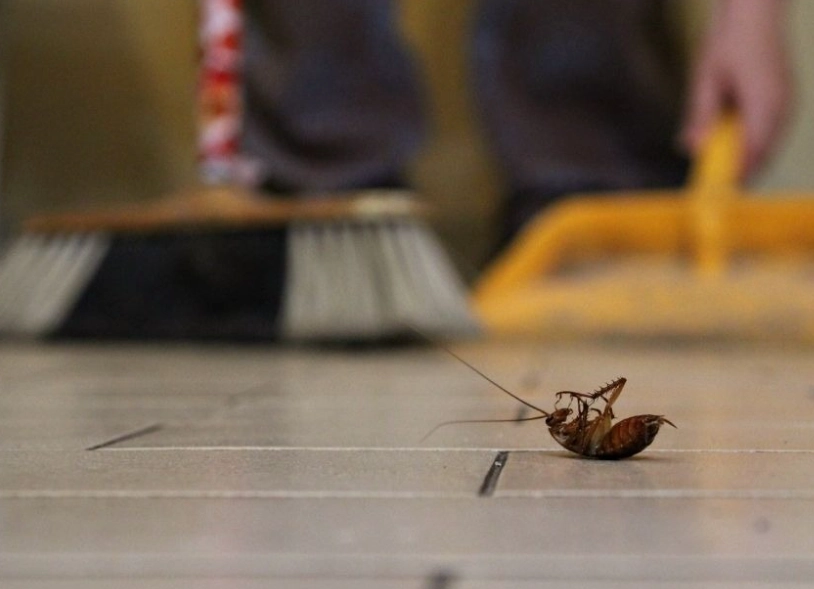 天然驅蟑方法 天然驅蟑方法