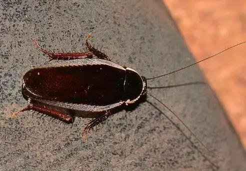 蟑螂怕什麼 蟑螂怕什麼