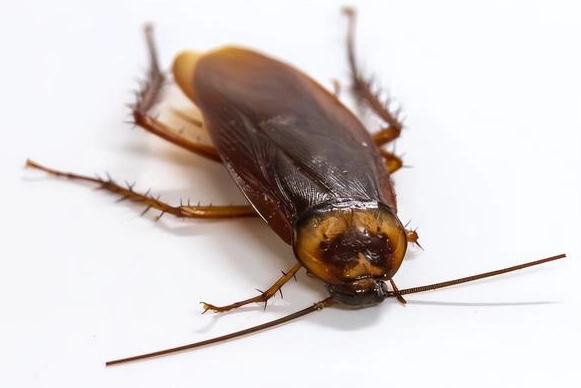 蟑螂誘餌製作 蟑螂誘餌製作