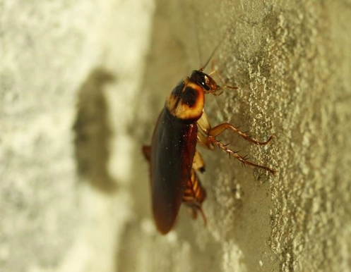 蟑螂怎麼進來