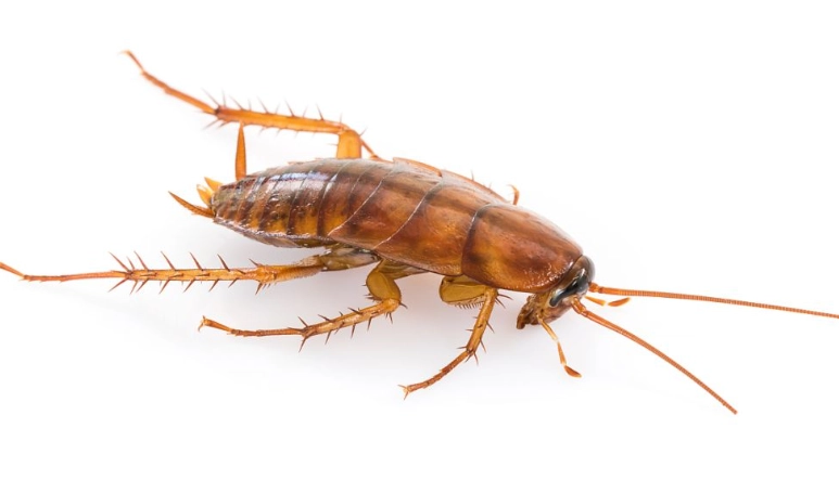 蟑螂防治方法 蟑螂防治方法