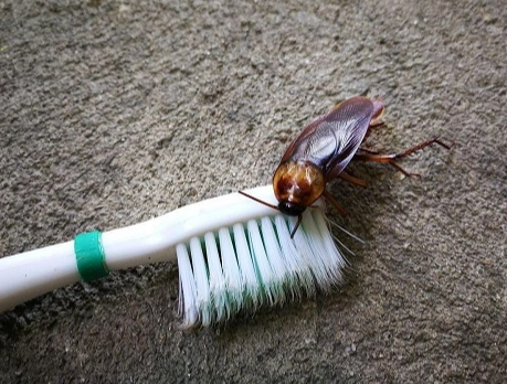 蟑螂防治方法 蟑螂防治方法