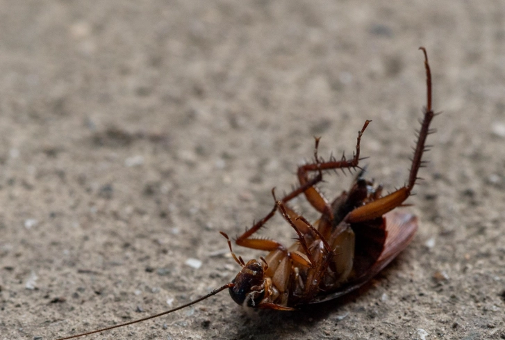 蟑螂誘餌製作 蟑螂誘餌製作