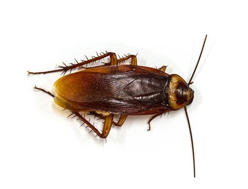 蟑螂防治方法 蟑螂防治方法