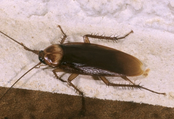 美洲大蠊提取物