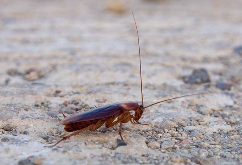 認識台灣家中最常見的3種蟑螂品種，有效防治從辨識開始