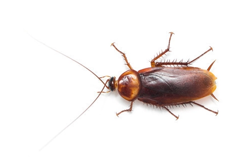 蟑螂防治方法 蟑螂防治方法