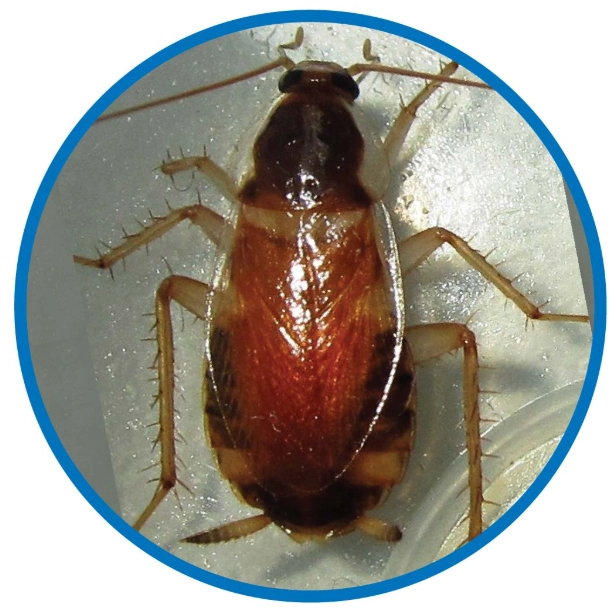 居家害蟲防治終極指南：從識別到根除的實用技巧