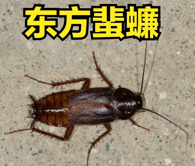 蟑螂防治 蟑螂防治