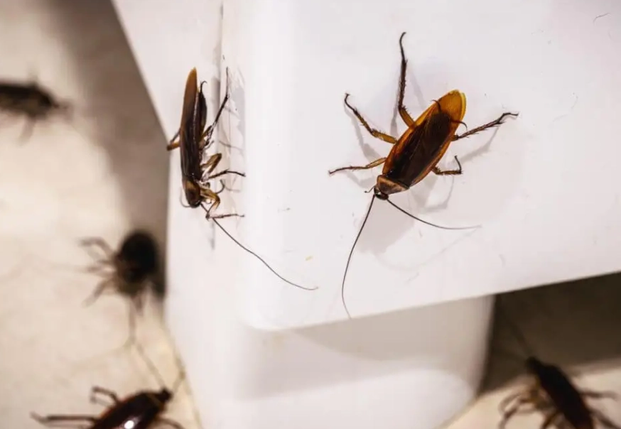 除蟑螂方法 除蟑螂方法