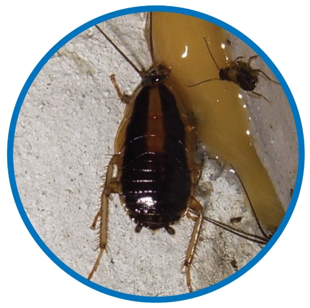 台灣常見害蟲 台灣常見害蟲