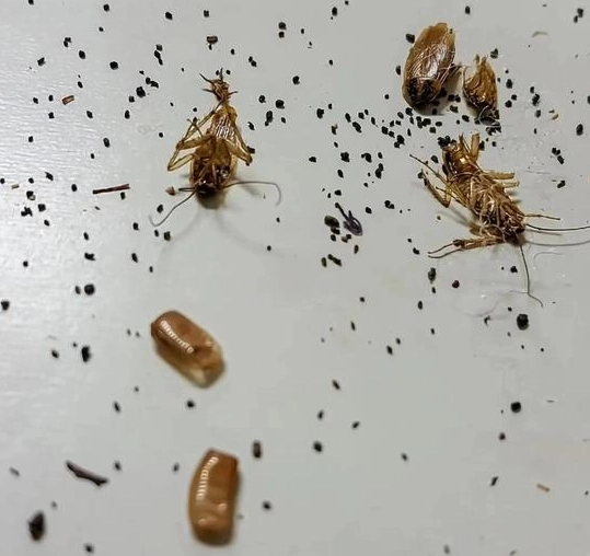 除蟑螂方法 除蟑螂方法