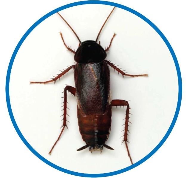 害蟲驅除方法 害蟲驅除方法