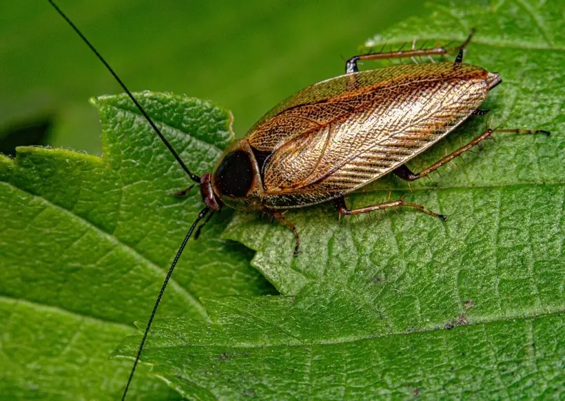 消滅蟑螂 消滅蟑螂