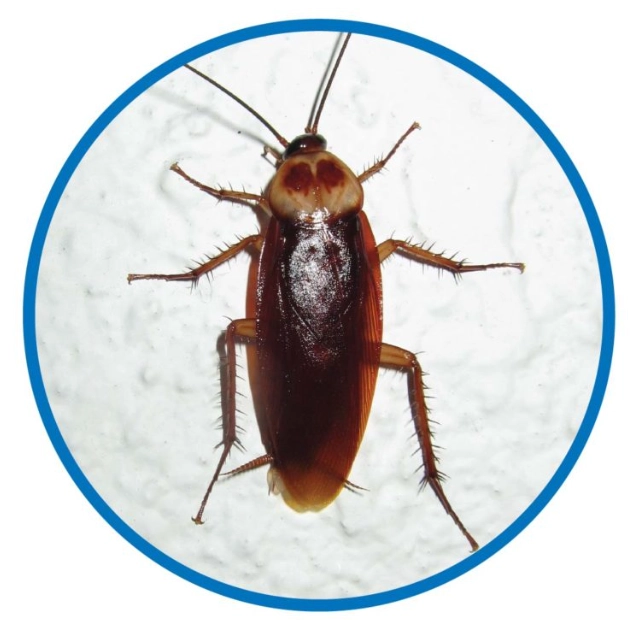 害蟲驅除方法 害蟲驅除方法