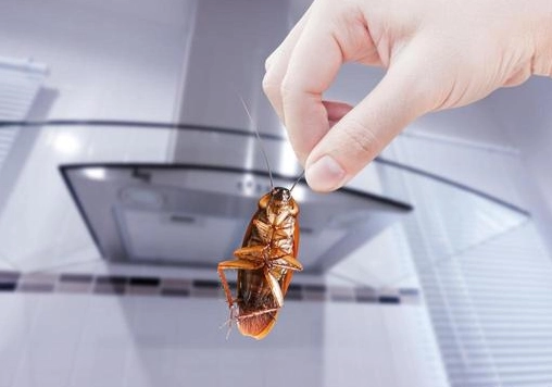 除蟑螂方法 除蟑螂方法