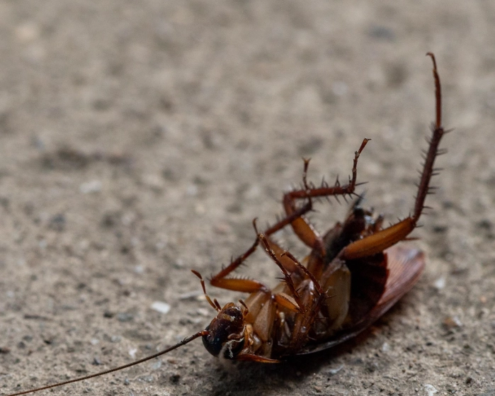 消滅蟑螂 消滅蟑螂